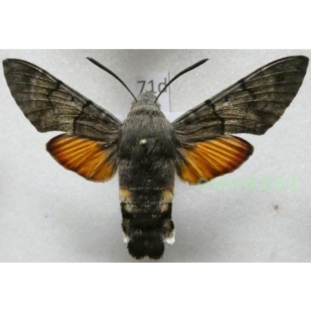 Macroglossum stellatarum (Linnaeus, 1758) ex. ovo Poland71d